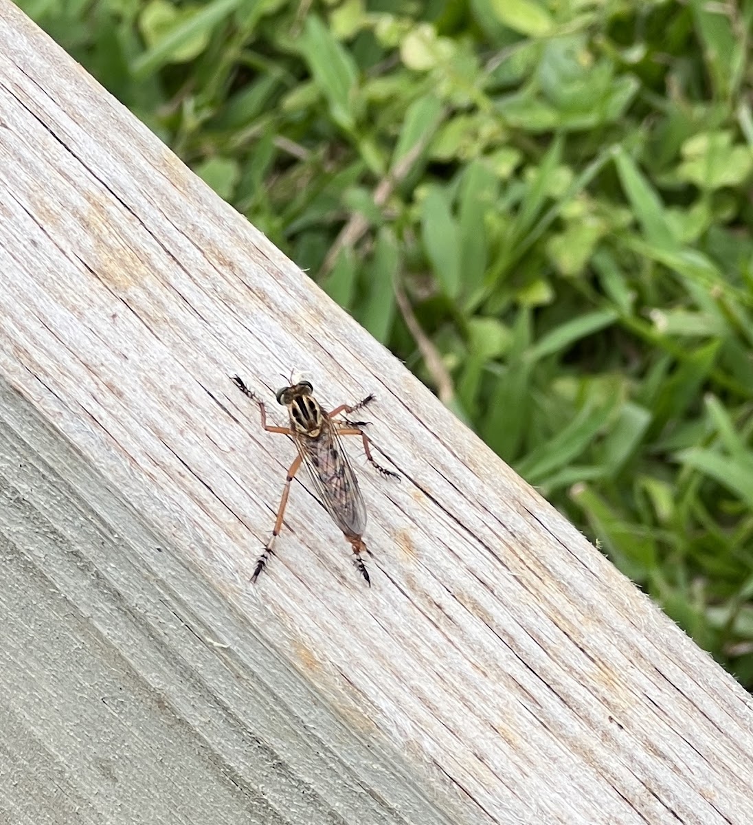 Black-banded Hanging Thief Robber Fly