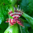 Planthopper Nymph