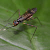 stilt-legged fly