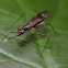 stilt-legged fly