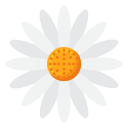 White Daisy Bloom