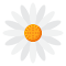 Item logo image for White Daisy Bloom