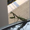 Praying Mantis