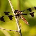 Common whitetail dragonfly