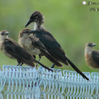 Boat-tailed Grackle