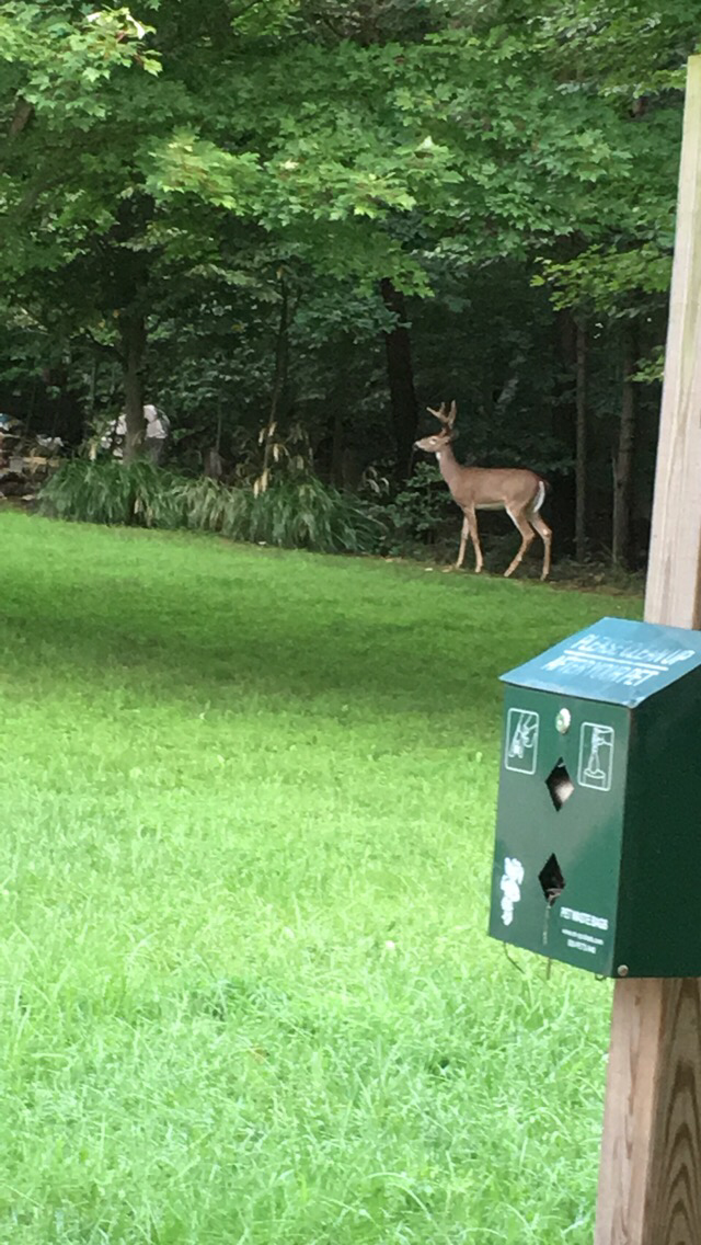 White-tailed deer