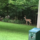 White-tailed deer