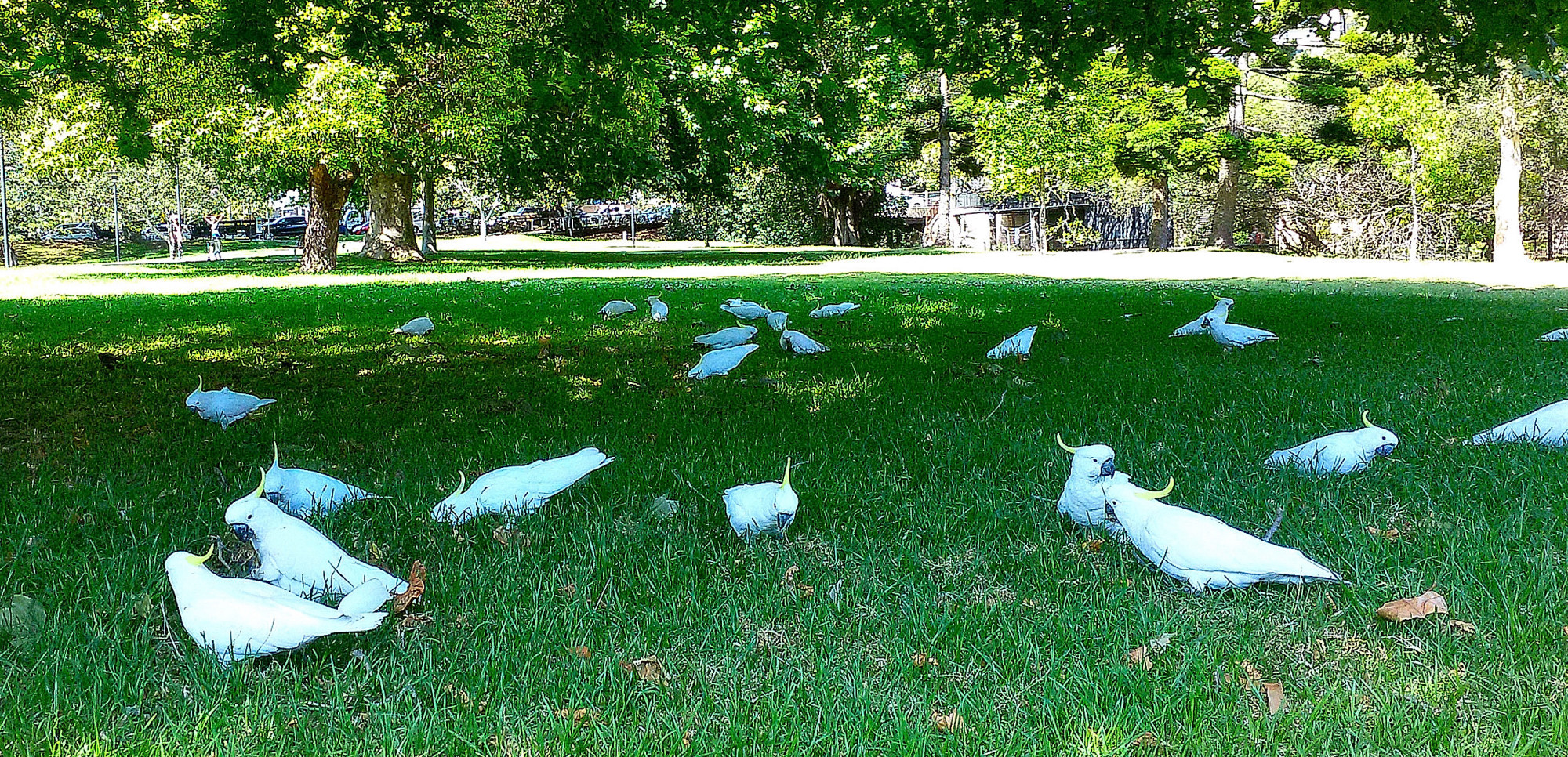 Mattinata al parco di FlyBoy