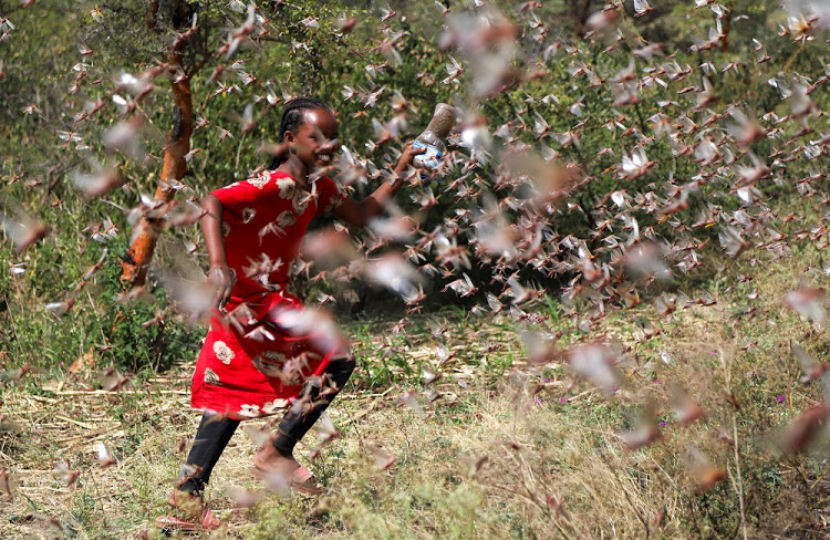 An Ethiopian girl attempts to fend off desert locusts.