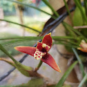 Coconut orchid