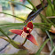 Coconut orchid