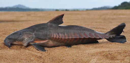 Ripsaw catfish Oxydoras niger