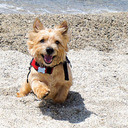 Norwich Terrier Themes & New Tab