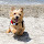 Norwich Terrier Themes & New Tab