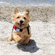 Norwich Terrier Themes & New Tab