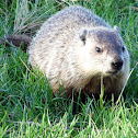 Woodchuck