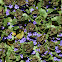 Ground-Ivy