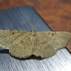 Pug moth