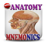  Anatomy Mnemonics 