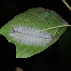 Caterpillar