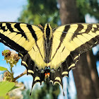 Western tiger swallowtail