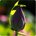 Cover Image of ดาวน์โหลด Lotus Live Wallpaper 1.2 APK