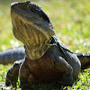 Eastern Water Dragon