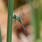 Eastern Pondhawk