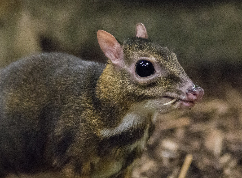 A chevrotain with wide eyes and a fang.