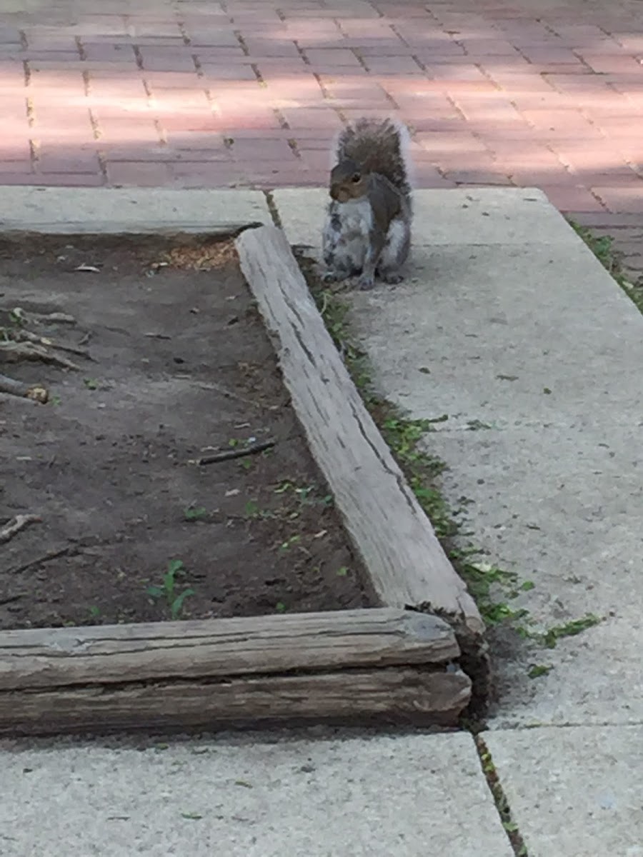 Eastern Gray Squirrel