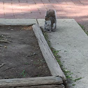 Eastern Gray Squirrel