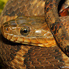 Common watersnake