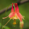 Eastern Red Columbine