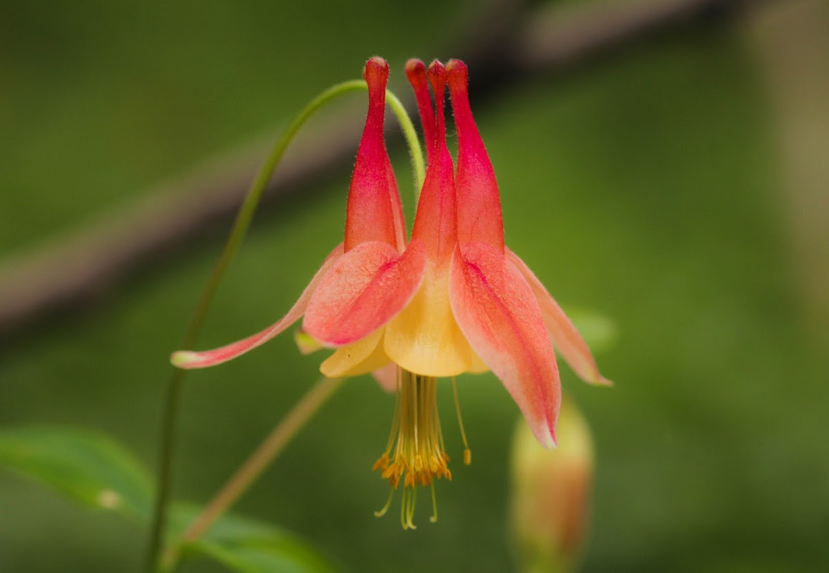 Eastern Red Columbine