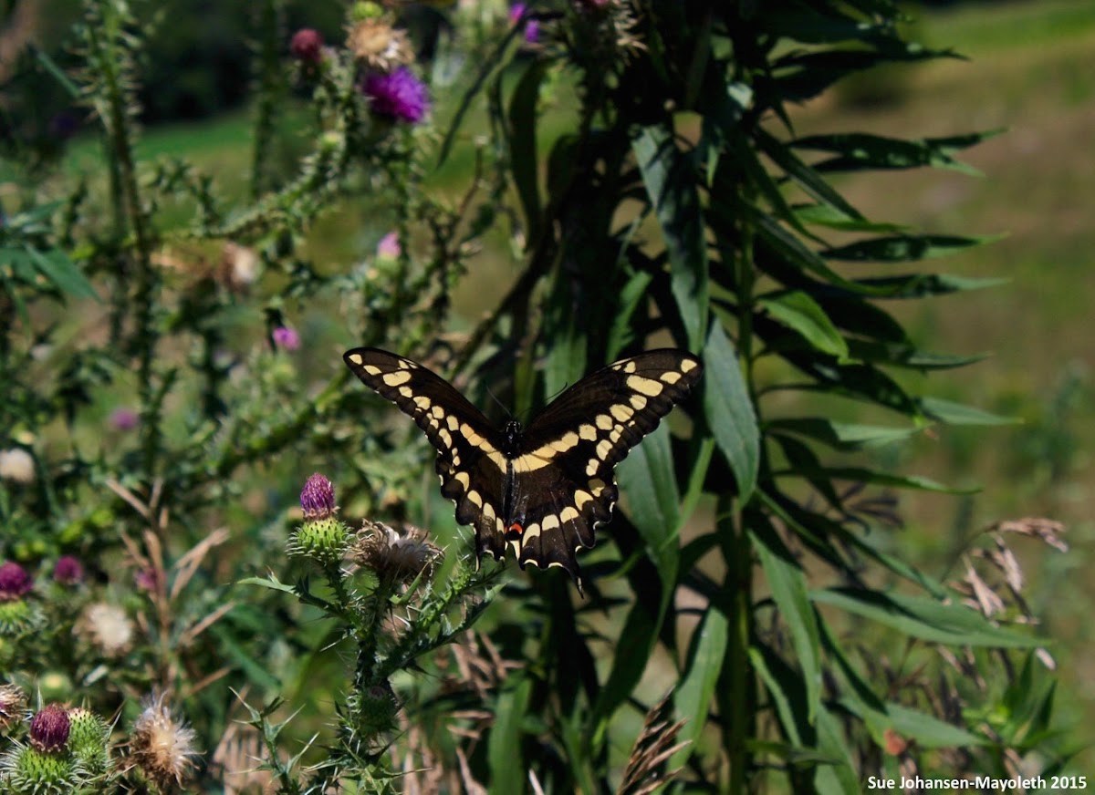 Eastern Giant Swallowtail