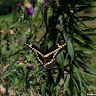 Eastern Giant Swallowtail