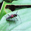 Flat-faced Longhorn Beetle