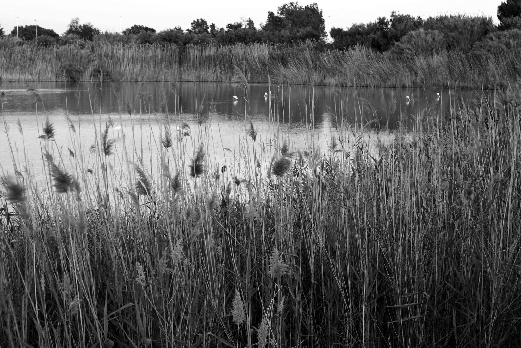 is cannas de su stani   di LucioAtzeni