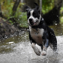 Dog running in the water