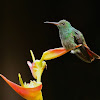 Rufous-tailed Hummingbird