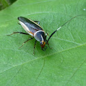 Gold-bordered Cockroach