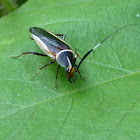 Gold-bordered Cockroach