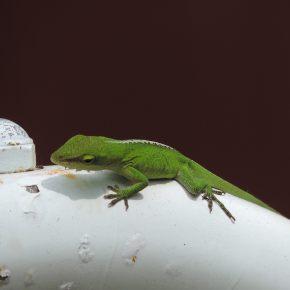 Carolina Anole