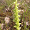 Tubercled or Pale Green Orchis