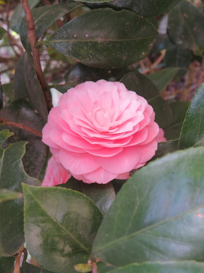 Camelia