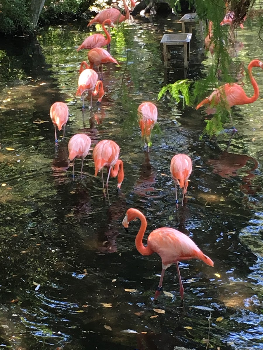 Flamingo