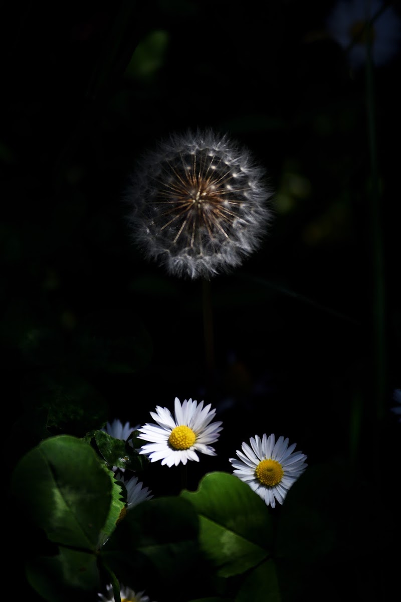 Essenza di un giardino di Alescia