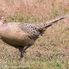 Pheasant