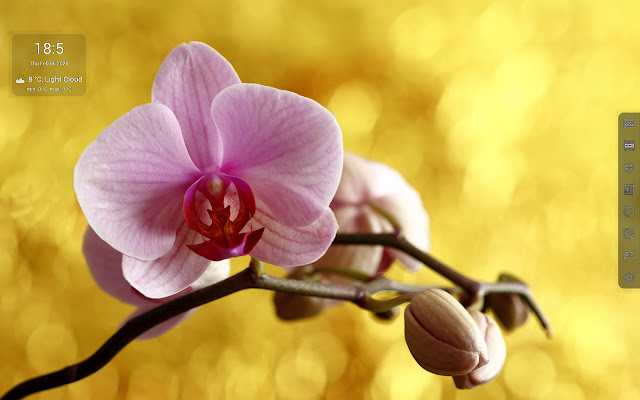 Orchids HD Wallpapers - Custom New Tab