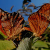 Mexican Fritillary